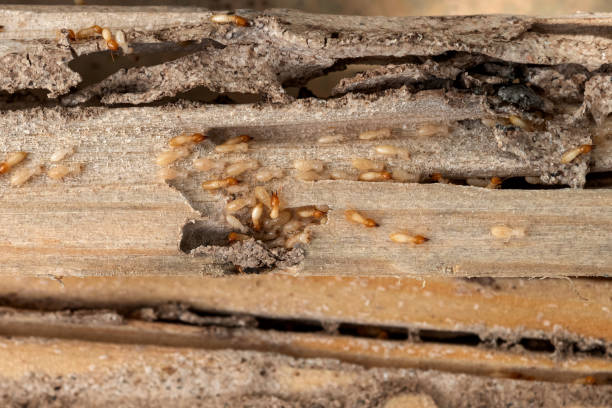 Best Insect Control  in New Glarus, WI