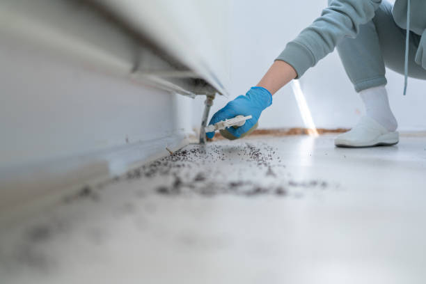 Best Wasp Removal Services  in New Glarus, WI